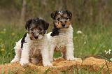 FOX TERRIER 523